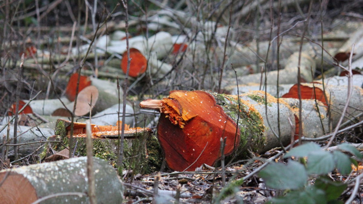 Bloedend hout The Forest Diary